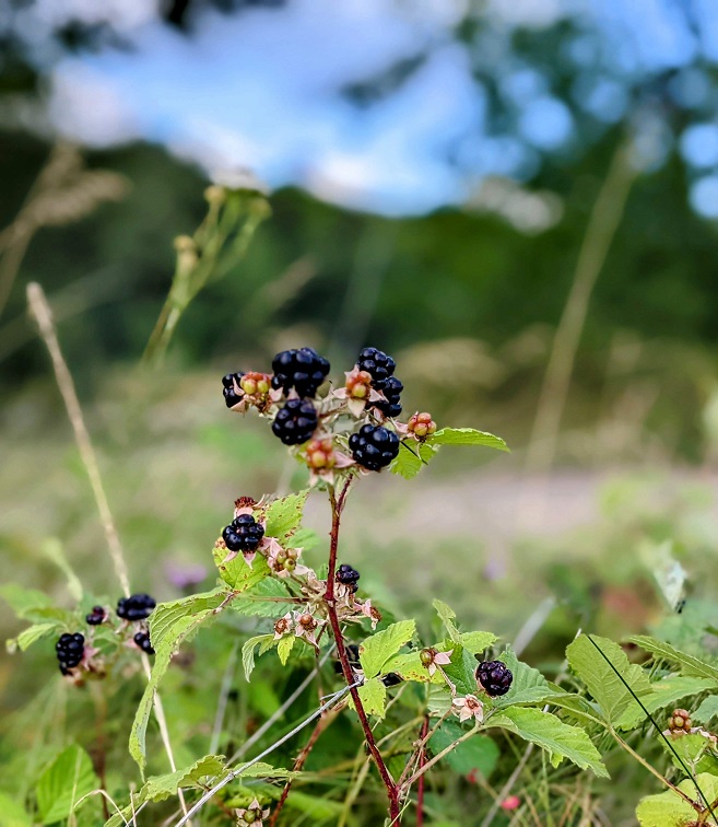 Ausflug zum Brombeerweg in Usti nad Labem (Střižovický vrch)